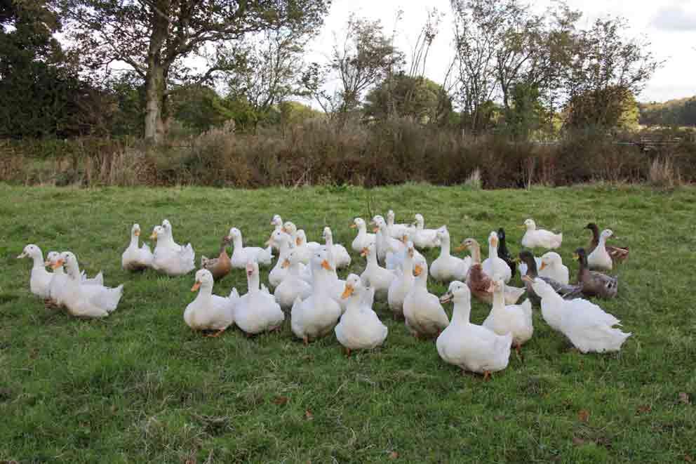 Free-range Pekin ducks in a field on a UK farm. Free-range Pekin ducks in a field on a UK farm.