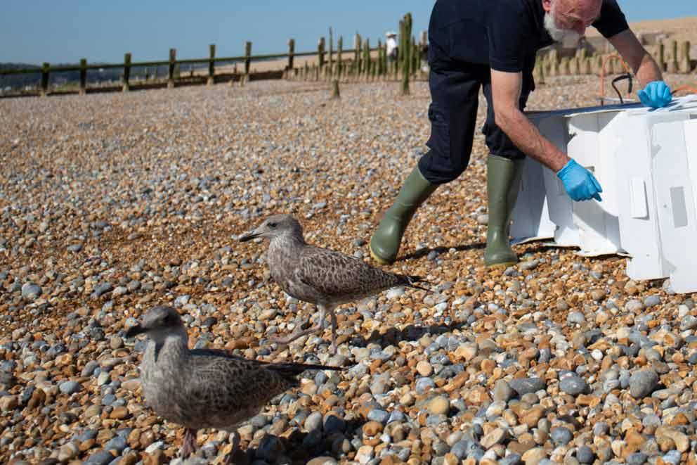 RSPCA staff release juvenile gulls at Pett Level Beach in Hastings, East Sussex.