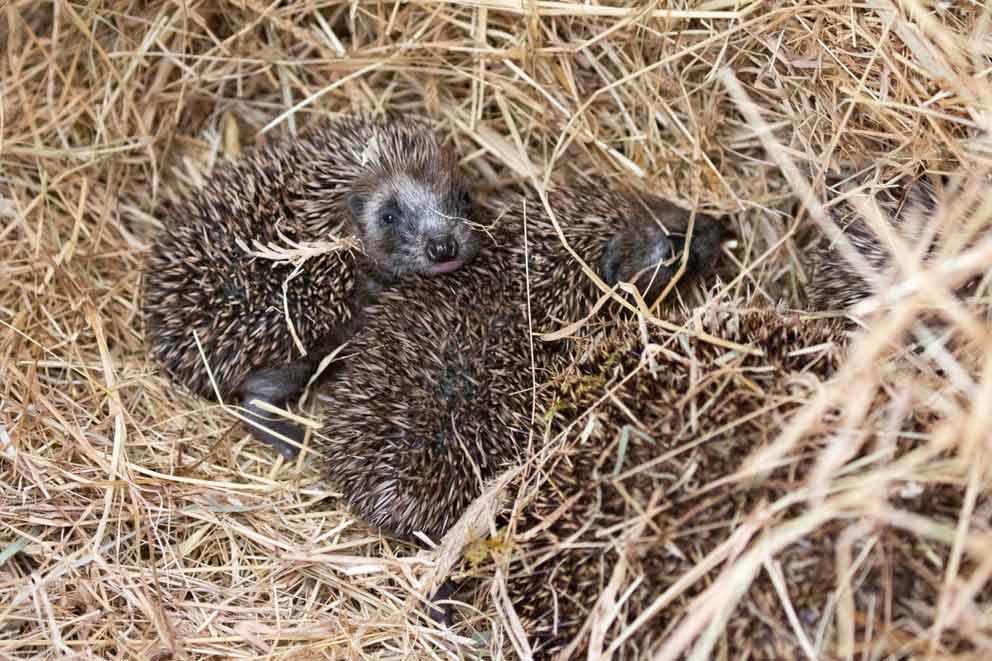 A mother hedgehog with four hoglets resting in straw.