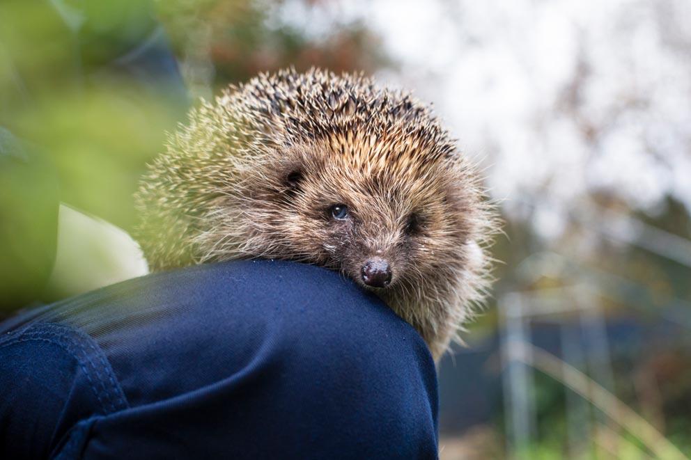 A rescued Hedgehog with a toe amputation sitting on the knee of an RSPCA animal care assistant.