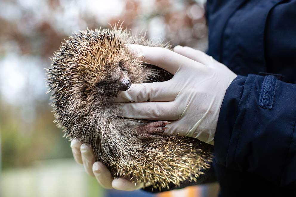 RSPCA worker takes care of a hedgehog