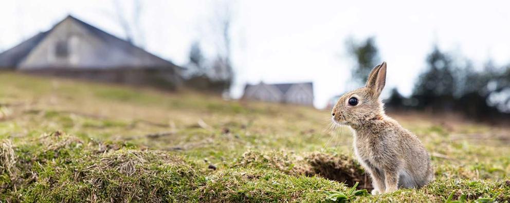 A single wild rabbit sitting by their burrow.