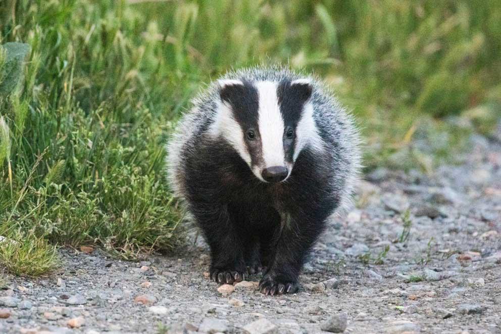A single male badger cub walking along a footpath.