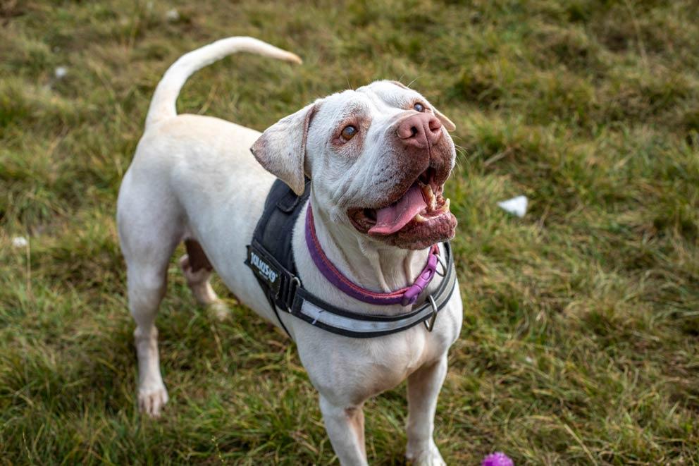 White dog in a harness standing in a field