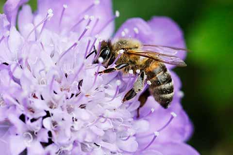 A Honey Bee on a flower in a British garden.