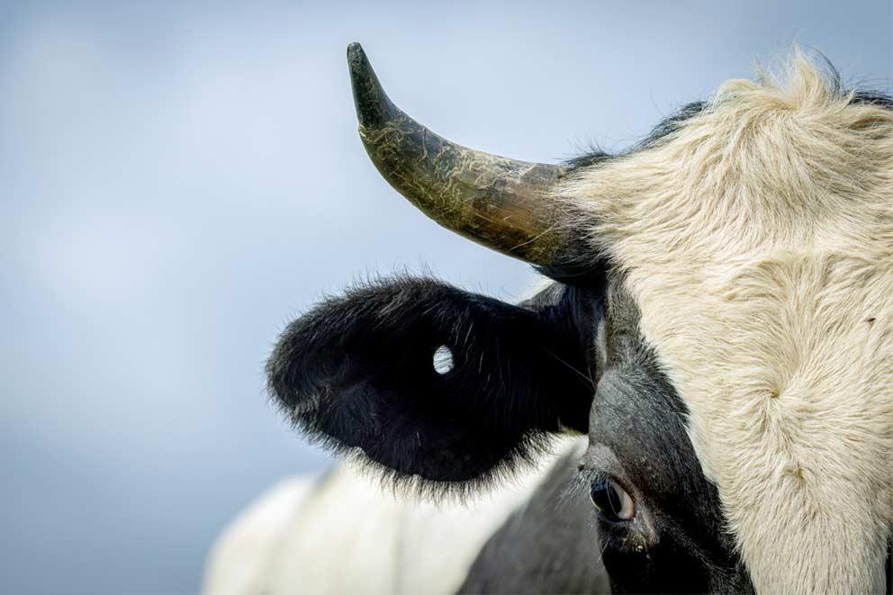 A close-up of a beef cow with a missing ear tag