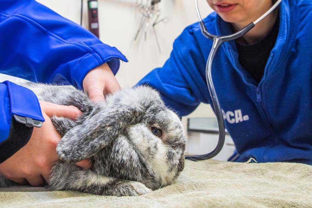 Large bunny is assessed by two vets, one is using a stethoscope