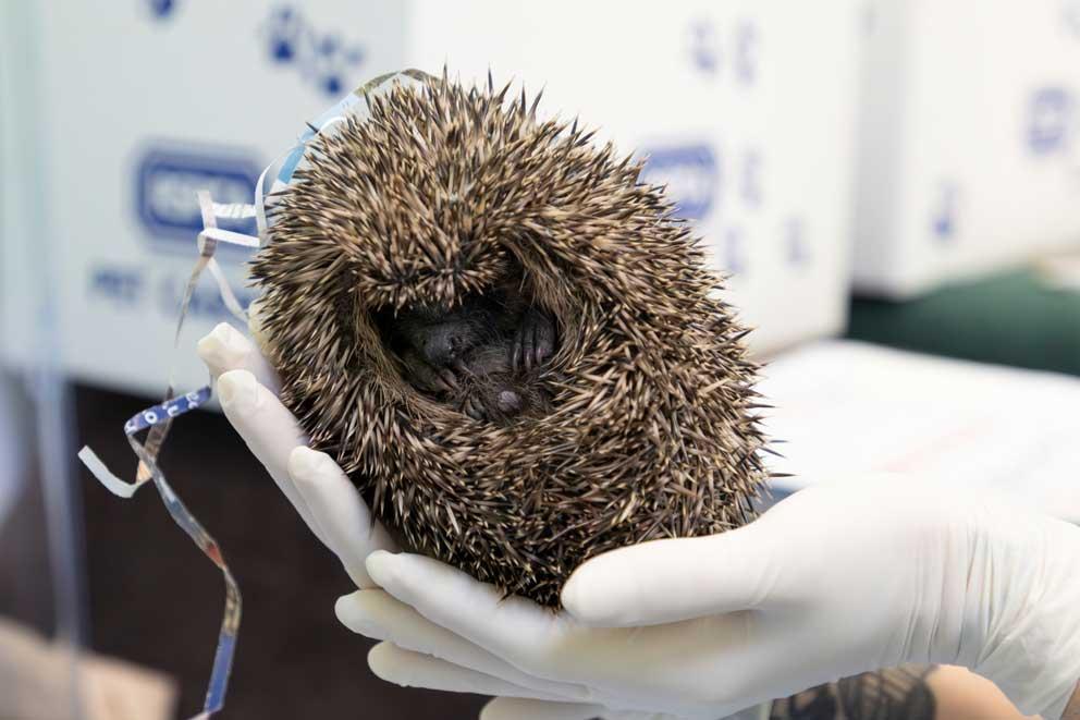 A hedgehog curled in a ball, being held by Wildlife Assistant Lorna Everard at RSPCA West Hatch Wildlife Centre.