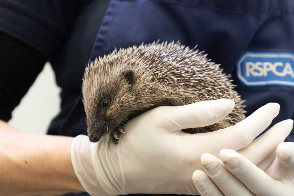 A hedgehog being held by Wildlife Assistant Lorna Everard at RSPCA West Hatch Wildlife Centre.
