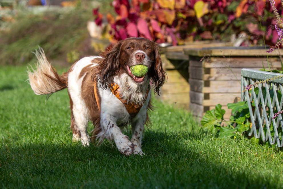 Dog with a ball in the mouth in the garden.