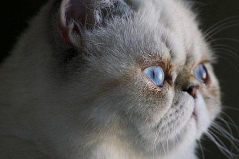 A close-up of a flat-faced cat.
