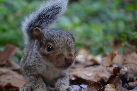 ​ Baby squirrel in the wild​