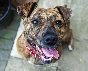 Bella, a black and brown brindle pitbull breed dog, sitting and looking up at the camera with her tongue out.