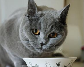 Benito, a grey domestic short hair cat, looking into the camera while hovering over a food bowl decorated with prints of black and white cat drawings.