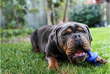 Bernie rescued and rehabilitated by us enjoying his new life with a toy in the garden.