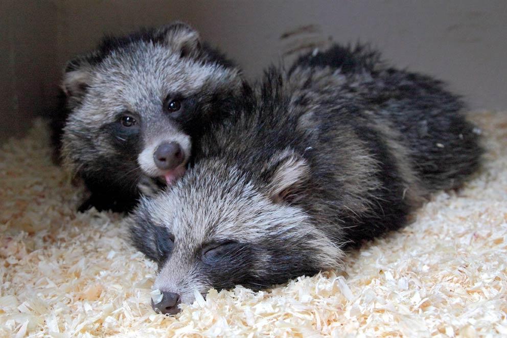A pair of rescued racoon dogs curled up together on sawdust.