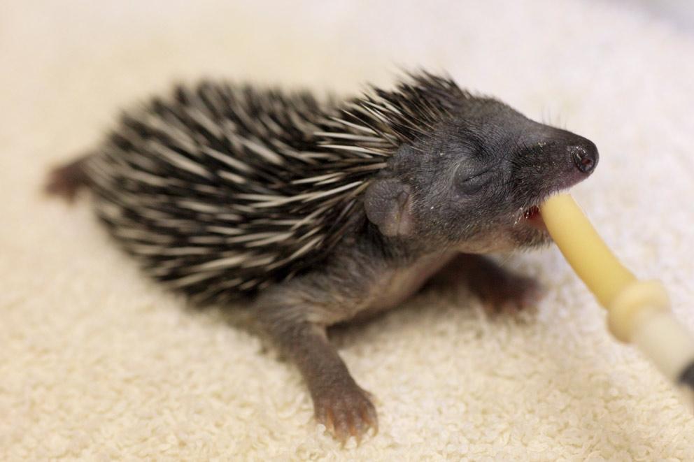 A baby hedgehog being tub fed milk to help care for them.