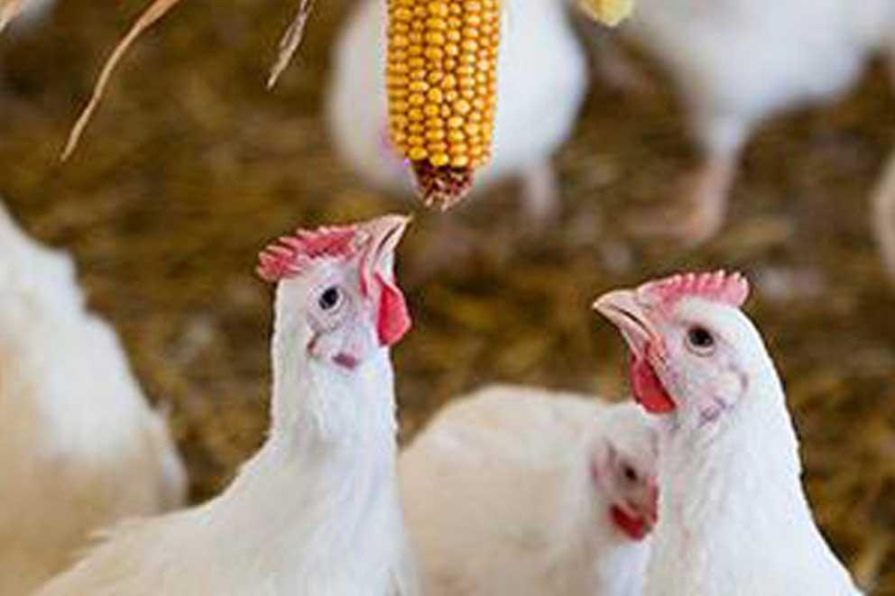 Two chickens pecking at a hanging corn
