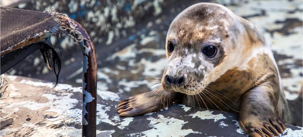 Seal pup is pulling himself up to peer over wall