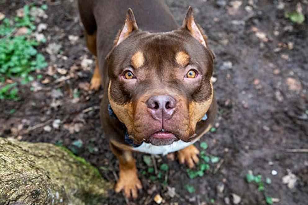 A dog with cropped ears standing outside looking up at the camera.