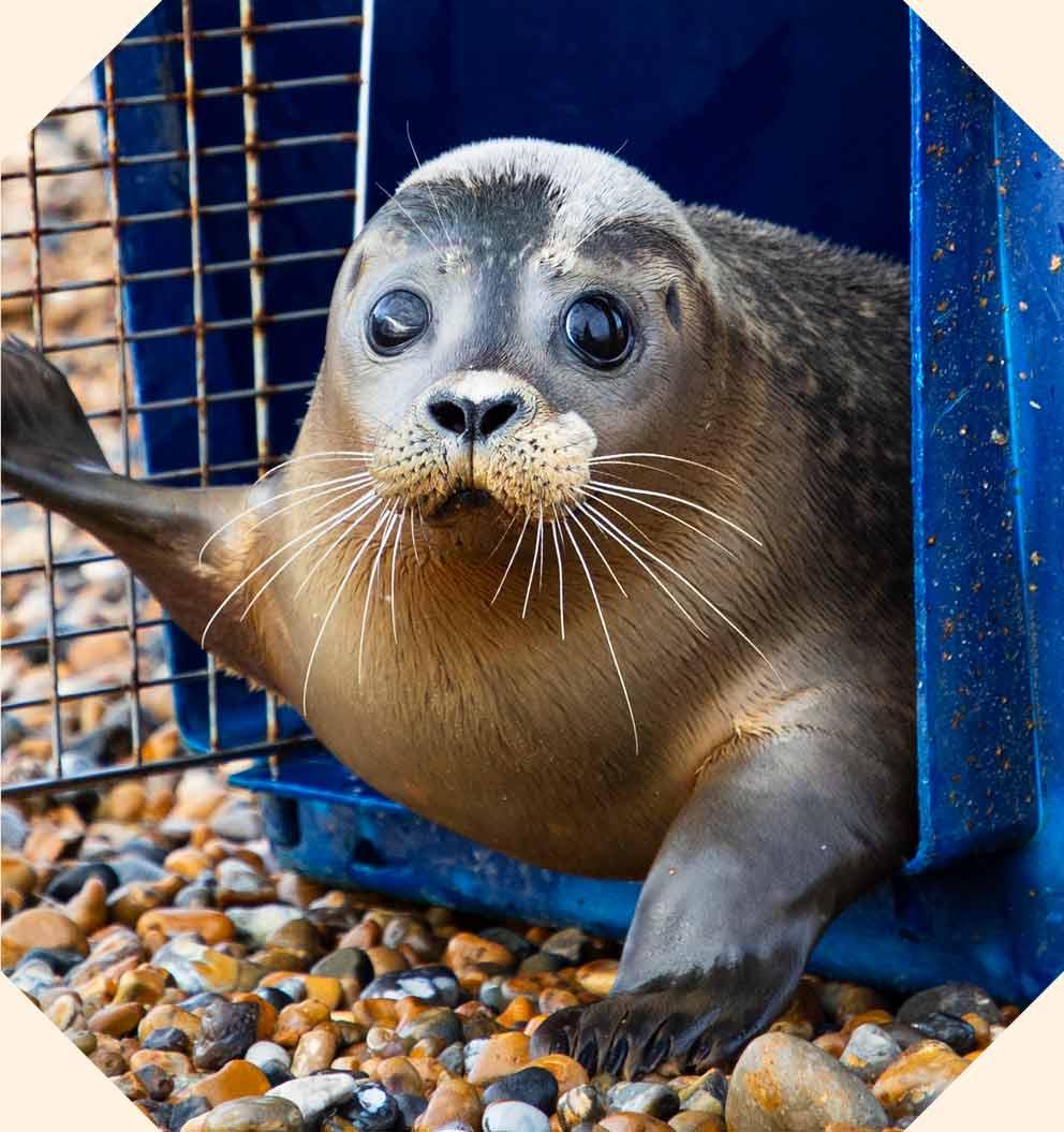 Dolly the rescued seal is being released on the beach ready to return to the sea.