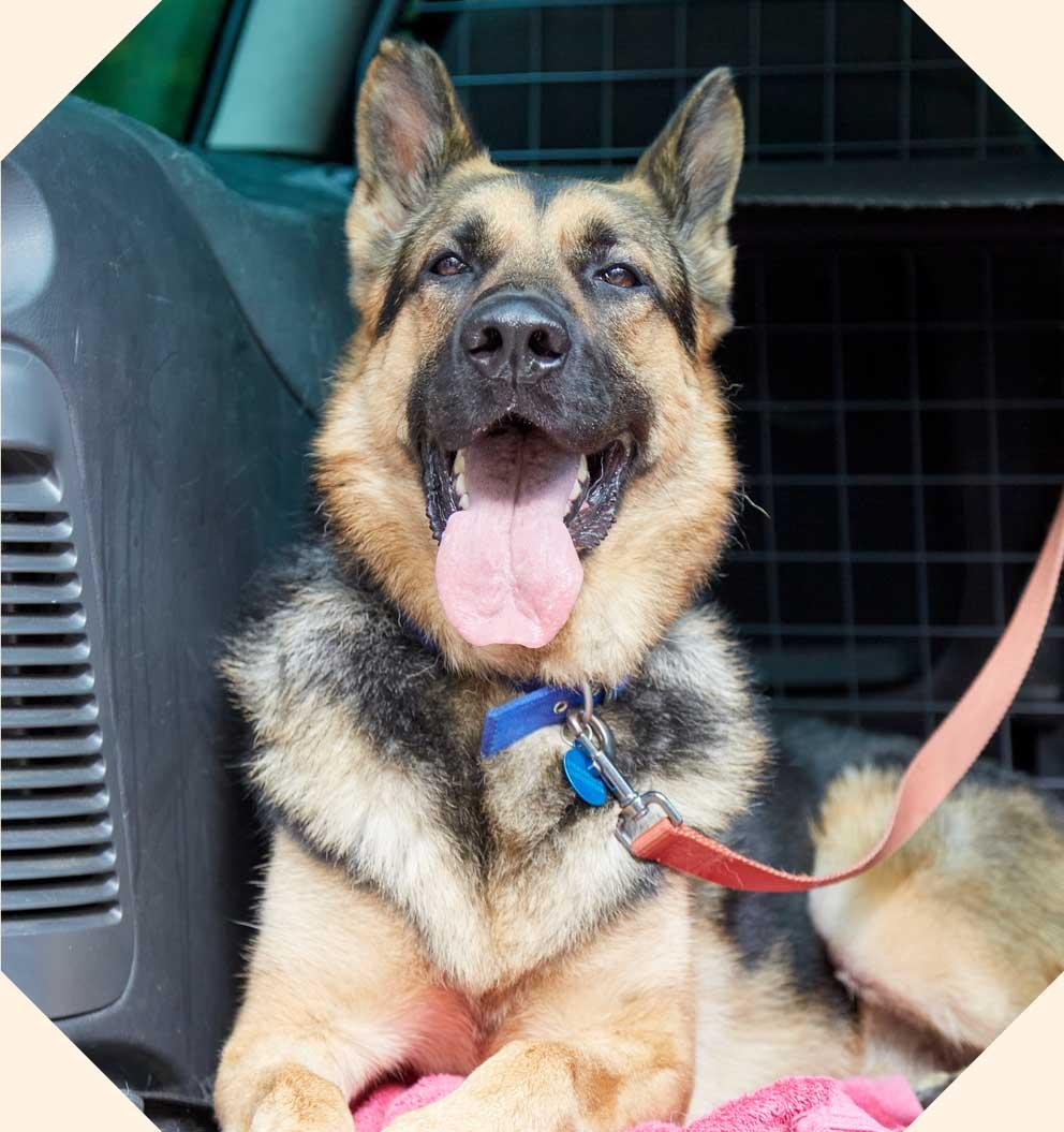 Rescue dog Oscar is happily lying in the back of the car.