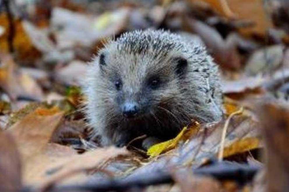 Hedgehog in woodland.