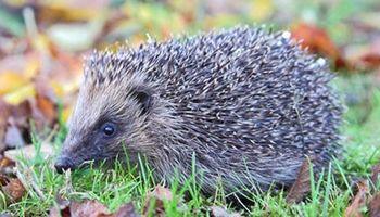 close up of hedgehog in the grass