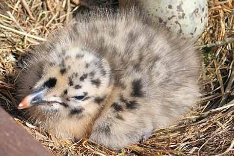 A single baby gull sitting next an egg in a nest.