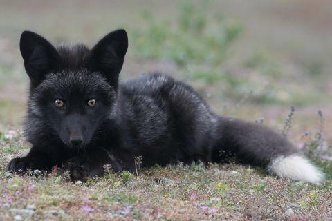 Young black fox