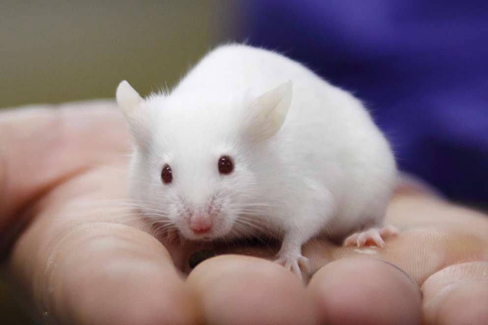 A white mouse in the palm of a human hand.