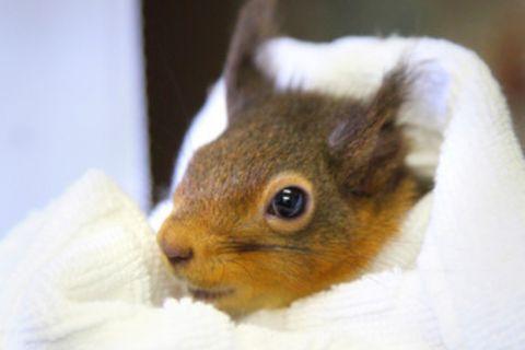 An injured squirrel wrapped in a blanket.