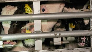 Close up of cows in transport vehicle