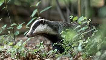 badger peering through the grass