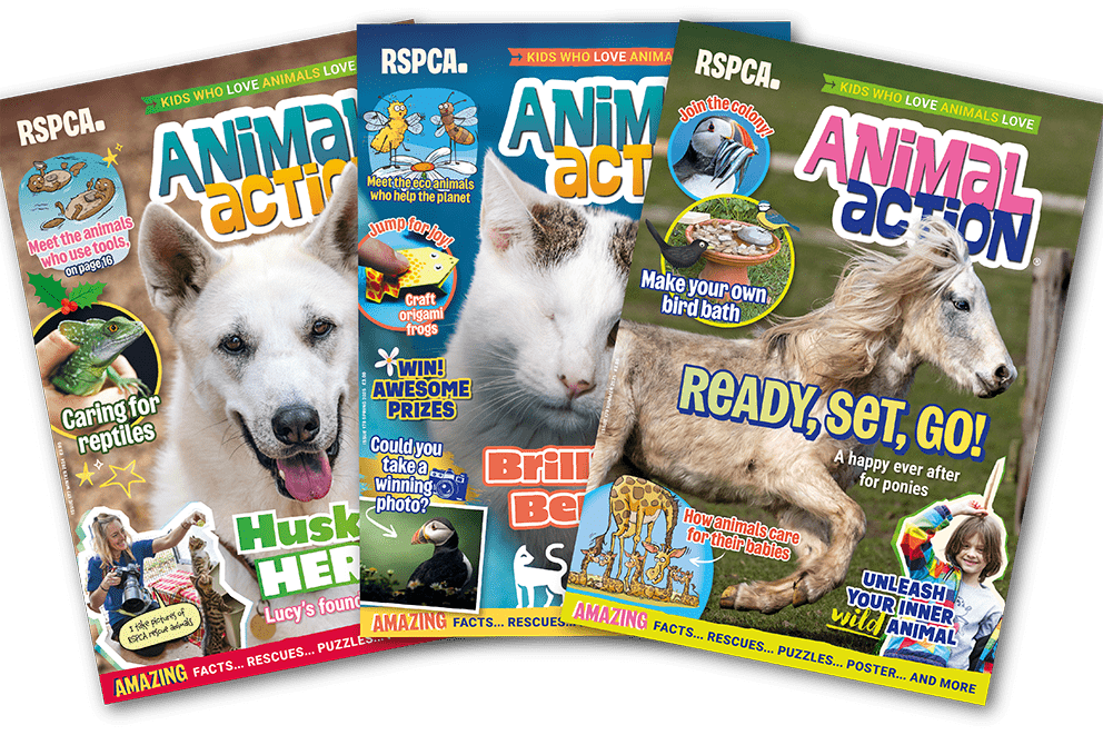 A fan of Animal action magazine covers.